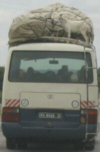 Diese Ziege ist reiselustig, darf aber nur oben auf dem Gepäckträger des Busses mitfahren.