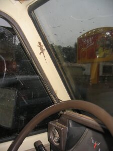 Gecko im Auto