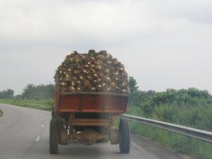 Transport von Palmkernen