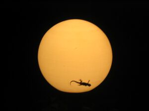 Abends: ein Gecko lauert an der Lampe auf Beute