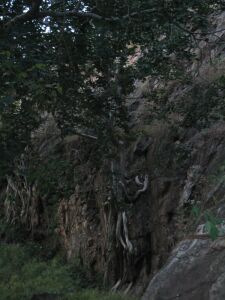 Baumwurzeln am Felsen