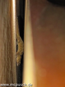 Gecko hinter dem Schrank.