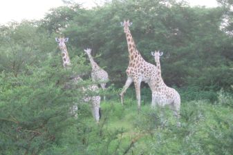Giraffen, ausserhalb des Parks