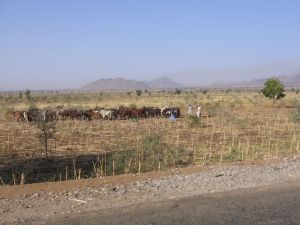 Rinderherde in einem abgeernteten Feld
